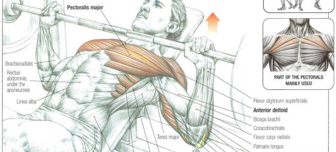 Incline presses