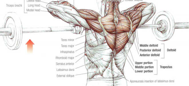 Upright rows