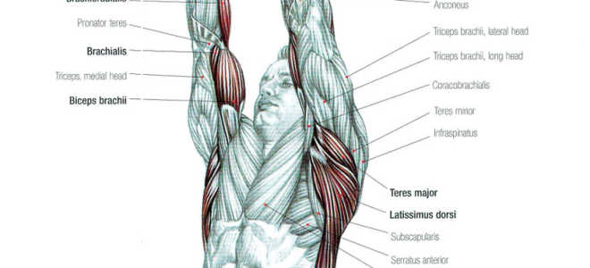 Close Grip Lat Pulldown: Video Exercise Guide & Tips