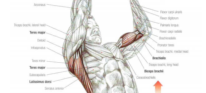 Reverse Grip Pull Up Back Exercise
