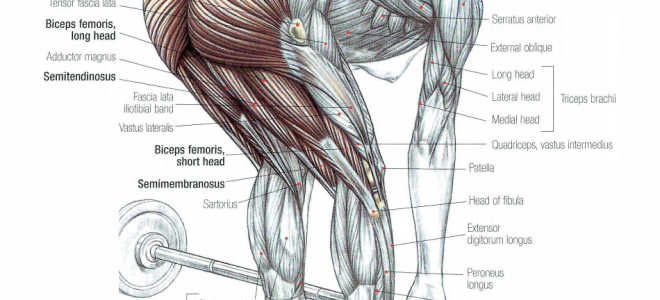 How To: Barbell Stiff-Legged Deadlift