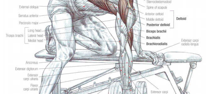 One-arm dumbbell rows