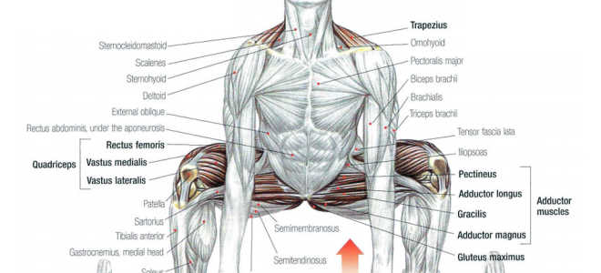 Barbell Sumo Deadlift