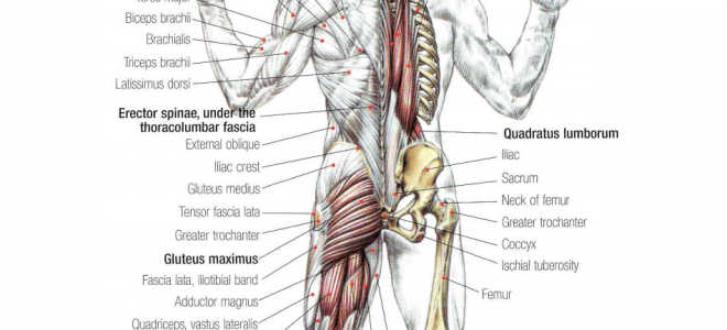 Barbell Good Morning